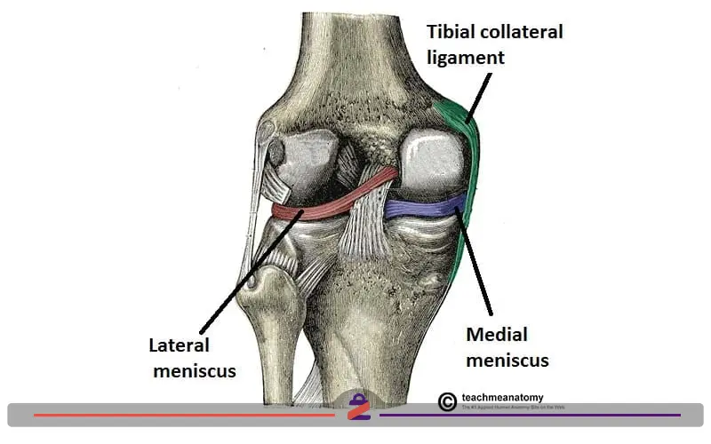 محل عفونت زانو در مفصل